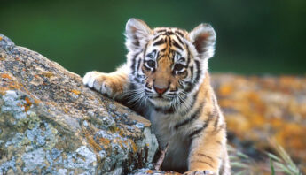 Taj calling wild life safari india. picture of baby tiger